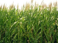 A picture of corn stalks